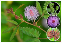 Mimosa Pudica Seeds For Planting: Sensitive Plant Flower