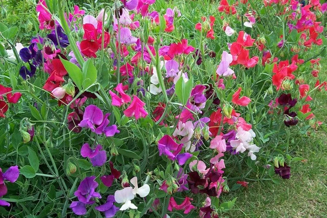 Lathyrus Flower seeds for Planting Shade Tolerant Heirloom & GMO Free Seeds for Home Garden 
 
 Sale