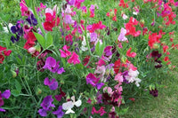 Lathyrus Flower seeds for Planting Shade Tolerant Heirloom & GMO Free Seeds for Home Garden 
 
 Sale