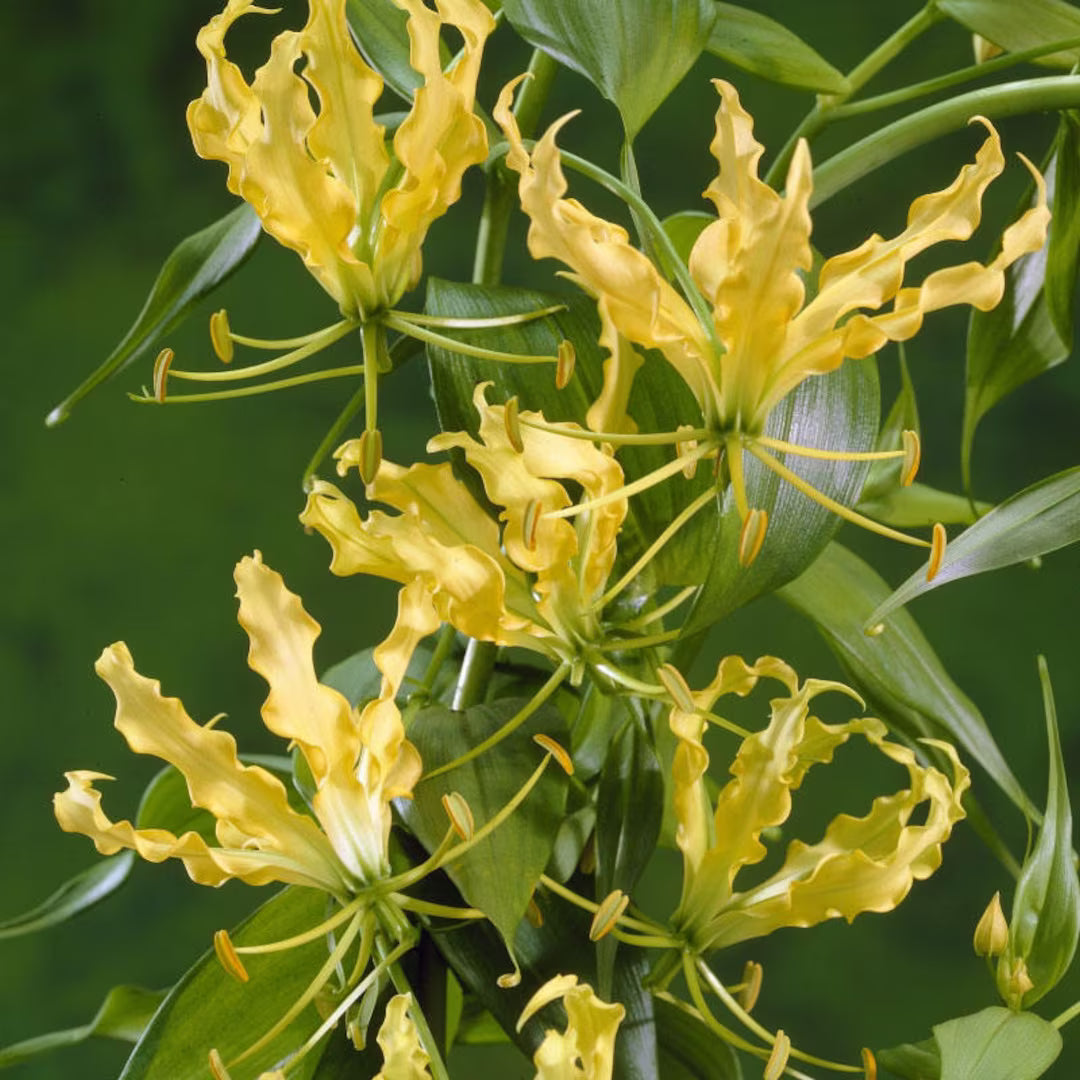 Gloriosa Lutea Flower seeds for Planting Compact Growth Heirloom & GMO Free Seeds for Home Garden