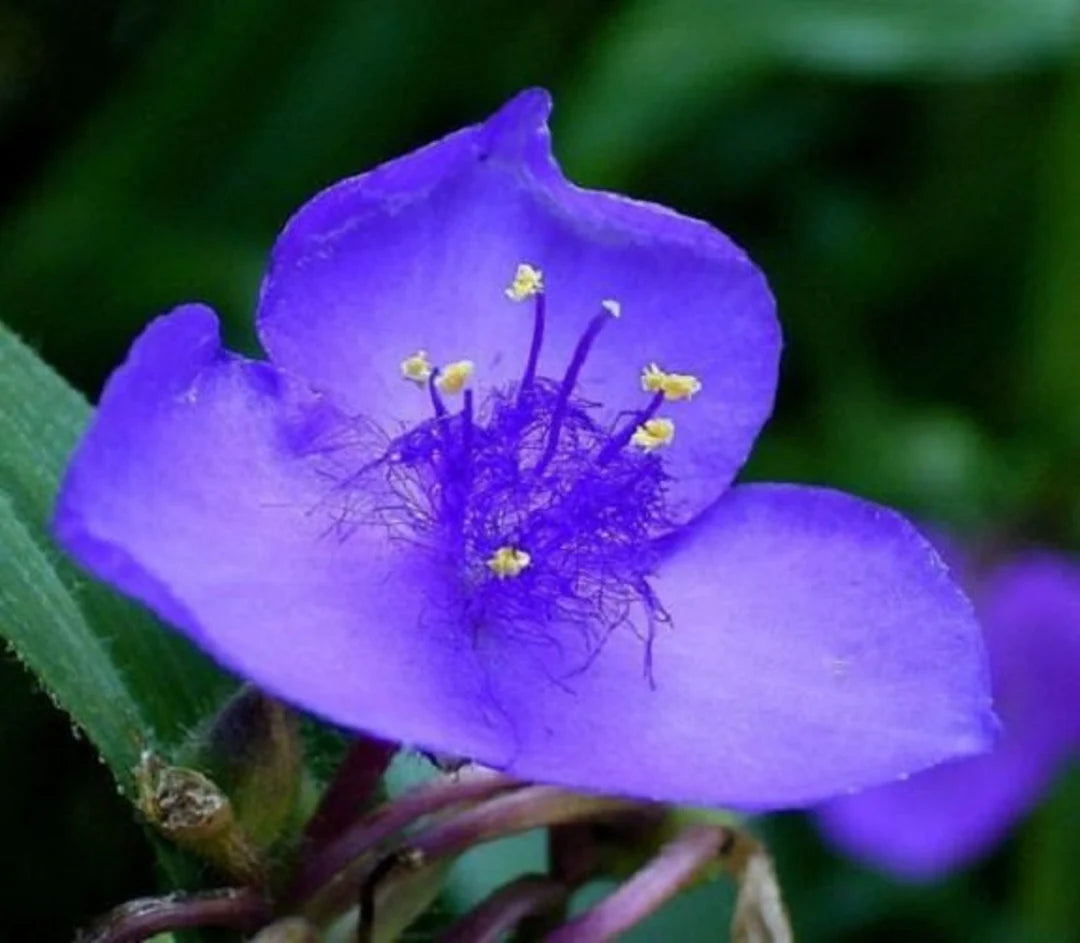 Purple Spiderwort Flower Seeds Flower seeds for Planting Fragrant Blossoms Heirloom & GMO Free Seeds for Home Garden
 
 Sale