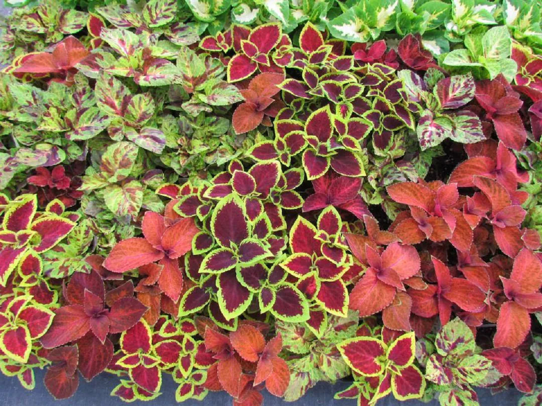 Coleus Flower seeds for Planting Drought Tolerant Heirloom & GMO Free Seeds for Home Garden