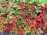 Coleus Flower seeds for Planting Drought Tolerant Heirloom & GMO Free Seeds for Home Garden