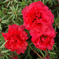 Moss Rose Flower seeds for Planting Bright Blooms Heirloom & GMO Free Seeds for Home Garden 
 
 Sale