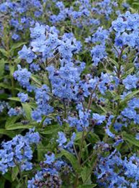 Blue Cynoglossum Amabile Flower seeds for Planting - Cottage Garden Essential, Heirloom & GMO Free Seeds for Home Garden
 
 Sale for planting in home garden.