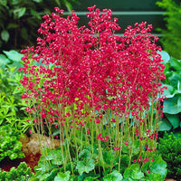 Red Coral Bells Flower seeds for Planting - Pollinator Friendly, Heirloom & GMO Free Seeds for Home Garden
