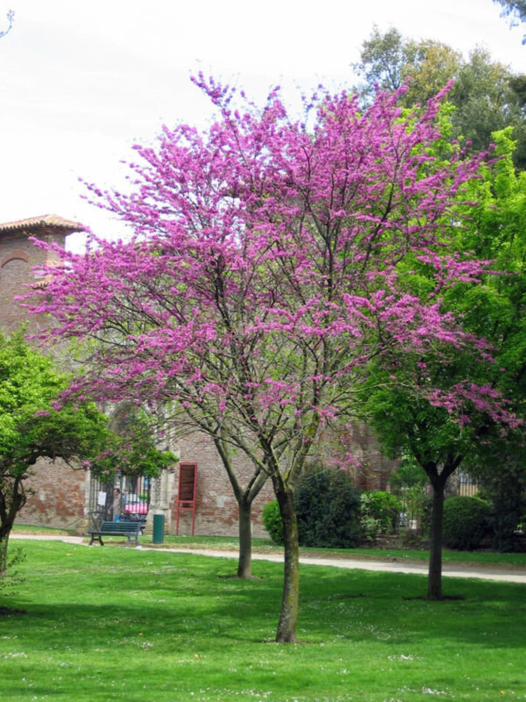 Heirloom Cercis Siliquastrum Flower seeds for Planting Easy to Grow Heirloom & GMO Free Seeds for Home Garden 
 
 Sale