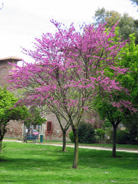 Heirloom Cercis Siliquastrum Flower seeds for Planting Easy to Grow Heirloom & GMO Free Seeds for Home Garden 
 
 Sale