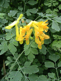 Corydalis Lutea Seeds for Planting  Yellow Flower Plant
