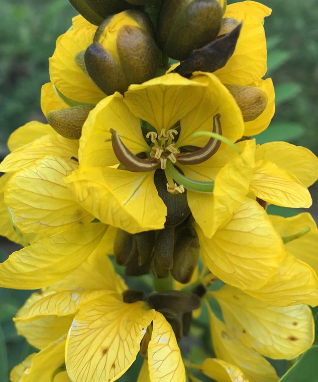 Yellow Didymobotrya Flower seeds for Planting - Cottage Garden Essential, Heirloom & GMO Free Seeds for Home Garden