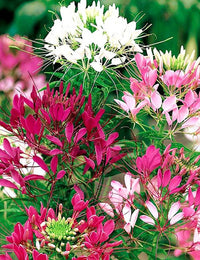 Heirloom Cleome Flower seeds for Planting Pollinator Friendly Heirloom & GMO Free Seeds for Home Garden