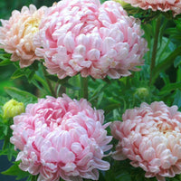 Duchess Paeony Aster Flower seeds for Planting, Hardy Variety Heirloom & GMO Free Seeds for Home Garden
