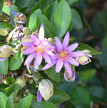 Grewia Flower seeds for Planting - Bright Blooms, Heirloom & GMO Free Seeds for Home Garden
 
 Sale for planting in home garden.