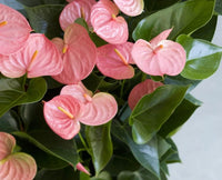 Anthurium Flower seeds for Planting Bright Blooms Heirloom & GMO Free Seeds for Home Garden