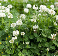 Dutch Clover Flower seeds for Planting Cottage Garden Essential Heirloom & GMO Free Seeds for Home Garden