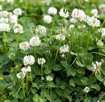Dutch Clover Flower seeds for Planting Cottage Garden Essential Heirloom & GMO Free Seeds for Home Garden