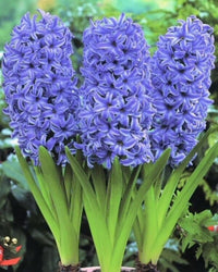 Sky Blue Hyacinthus Orientalis Flower seeds for Planting - Cut Flower Favorite, Heirloom & GMO Free Seeds for Home Garden
 
 Sale seeds for planting in home garden