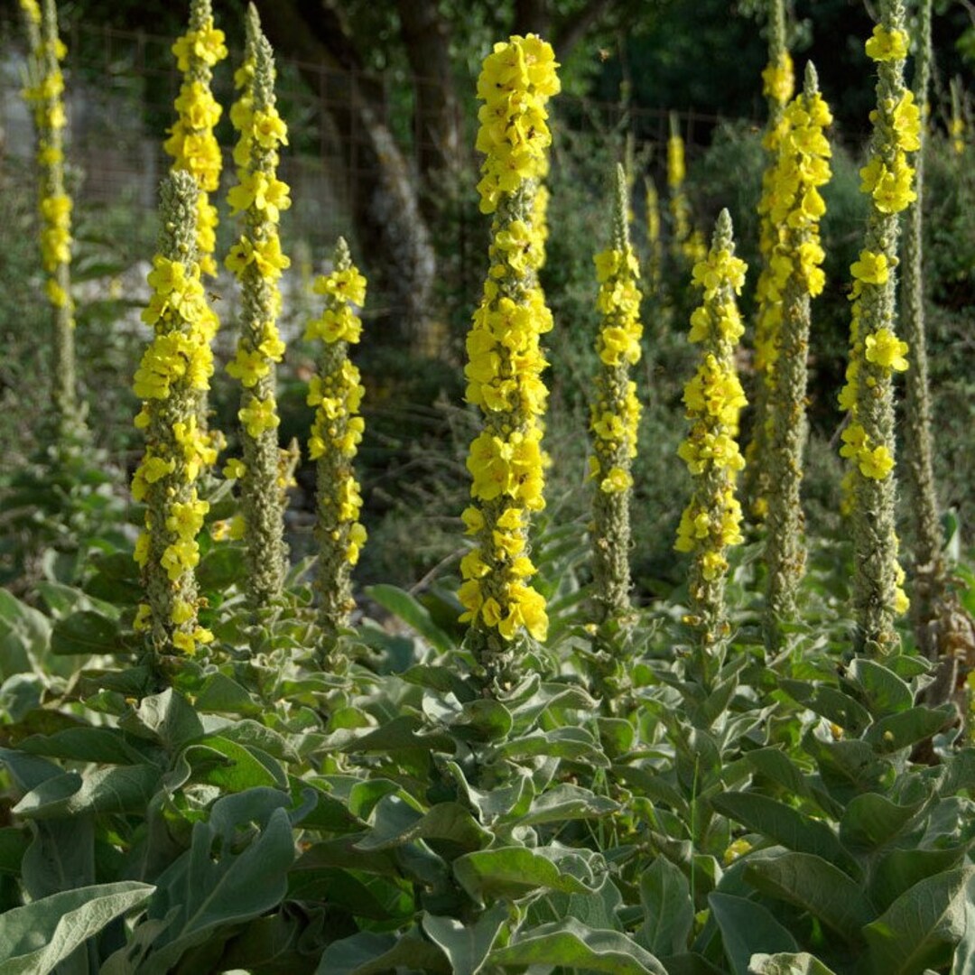Yellow Woolly Mullein Flower seeds for Planting - Compact Growth, Heirloom & GMO Free Seeds for Home Garden