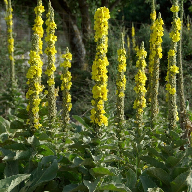 Yellow Woolly Mullein Flower seeds for Planting - Compact Growth, Heirloom & GMO Free Seeds for Home Garden