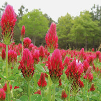 Red Clover Flower seeds for Planting - Seasonal Bloomer, Heirloom & GMO Free Seeds for Home Garden