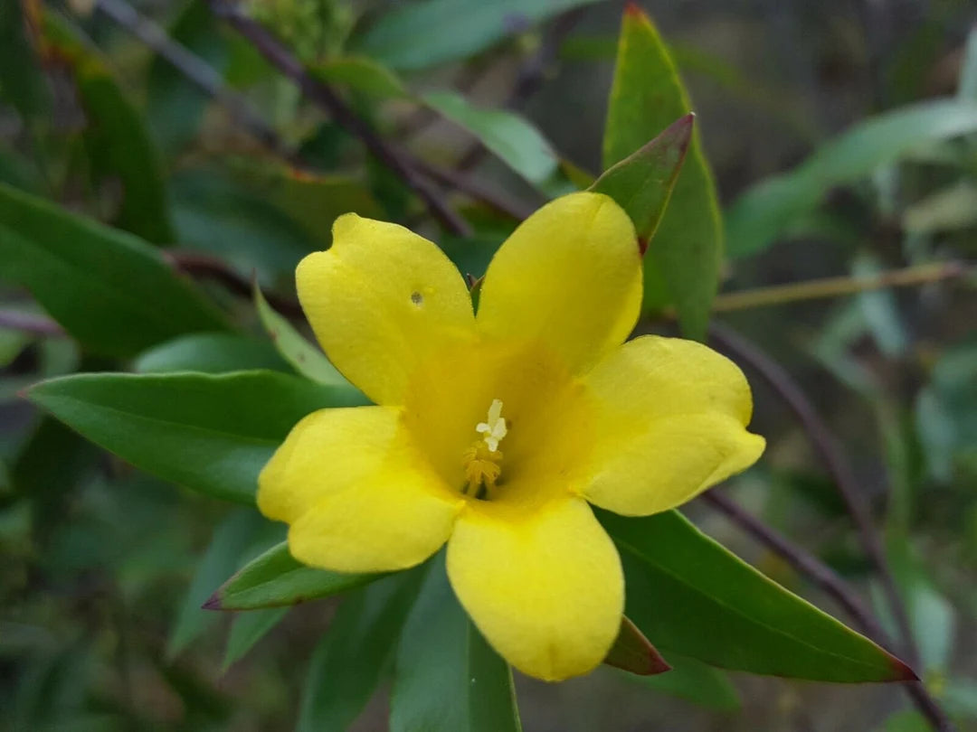 Yellow Jasminum Sambac Seeds for Planting  Fragrant Garden Flowers