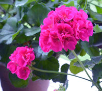 Dark Pink Geranium Pelargonium Flower Seeds for Planting Shade Tolerant Heirloom & GMO Free Seeds for Home Garden
 
 Sale