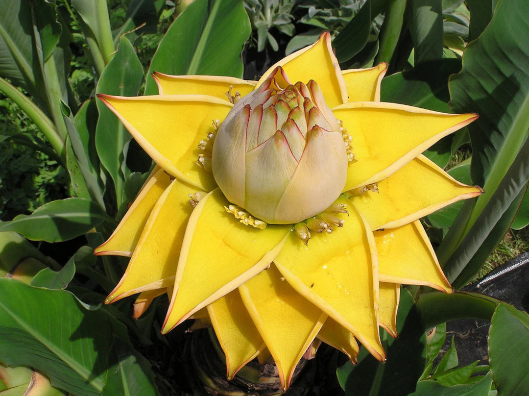 Heirloom Musella Lasiocarpa Flower seeds for Planting Sun Loving Heirloom & GMO Free Seeds for Home Garden