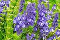 Chinese Skullcap Flower seeds for Planting - Garden Favorite, Heirloom & GMO Free Seeds for Home Garden