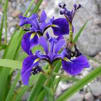 Iris Blue Flower Seeds for Planting - Stunning Perennial Blooms
