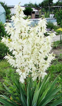 White Yucca Flower seeds for Planting - Perfect for Borders, Heirloom & GMO Free Seeds for Home Garden