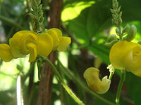 Dolichos Biflorus Flower seeds for Planting - Pollinator Friendly, Heirloom & GMO Free Seeds for Home Garden
 
 Sale for planting in home garden.