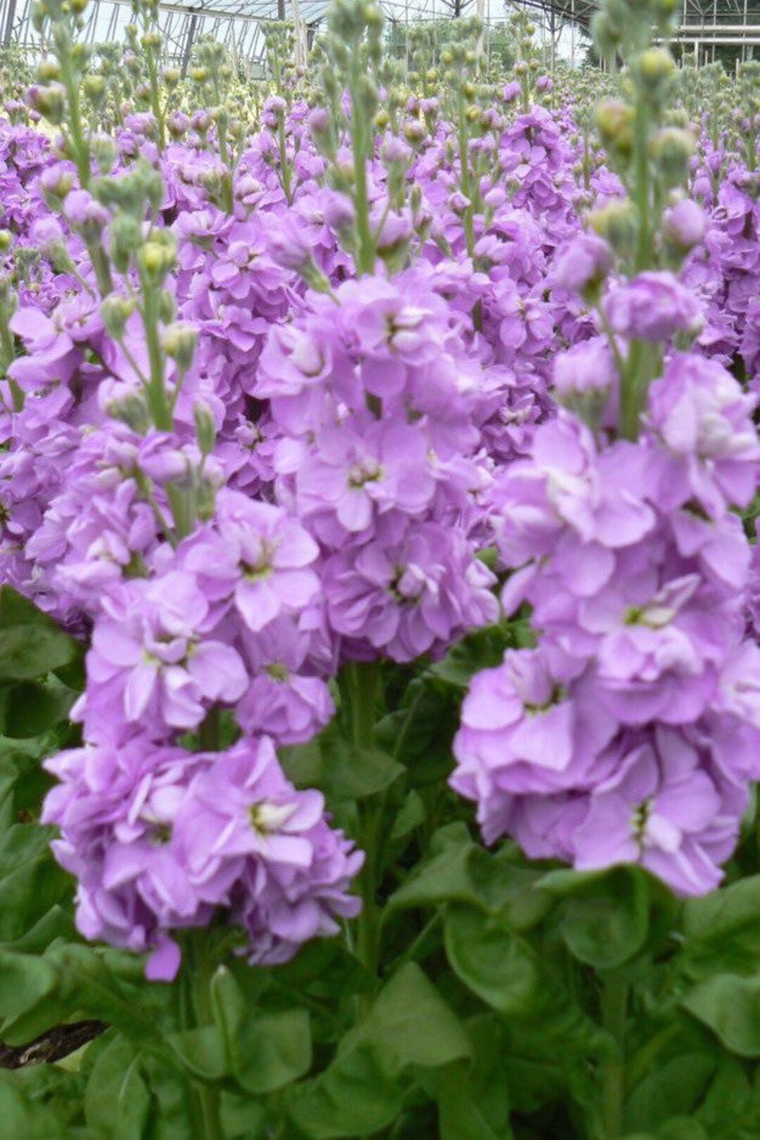 Violet Matthiola Incana Flower Seeds for Planting Compact Growth Heirloom & GMO Free Seeds for Home Garden
 
 Sale