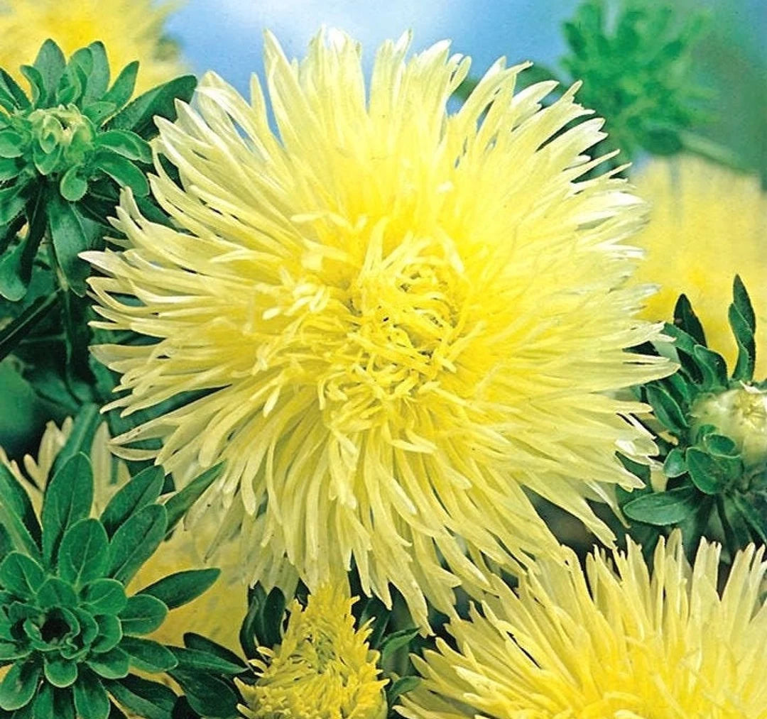 Paeony Herzogin Gelb Aster Seeds for Planting flower bed