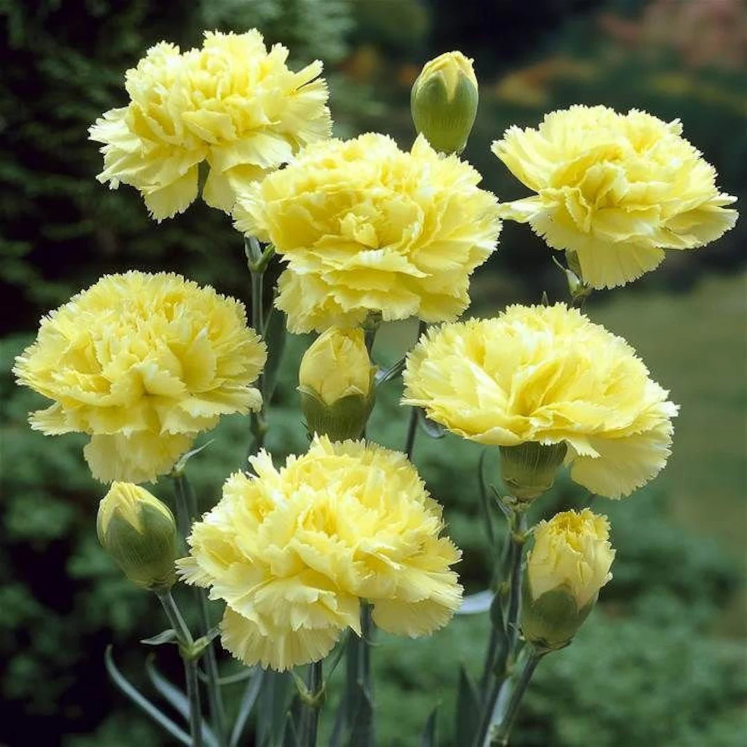 Yellow Caryophyllus Flower seeds for Planting - Long Bloom Season, Heirloom & GMO Free Seeds for Home Garden