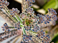 Daigremontiana Flower seeds for Planting Premium Quality Heirloom & GMO Free Seeds for Home Garden