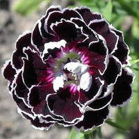 Black White Carnation Flower seeds for Planting Hardy Variety Heirloom & GMO Free Seeds for Home Garden