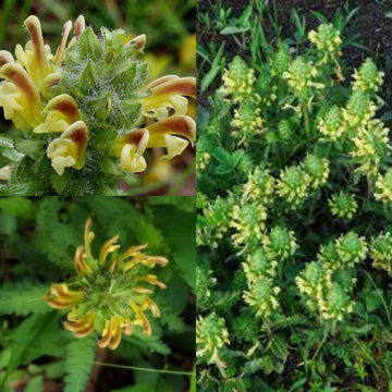 Lousewort Flower seeds for Planting - Perfect for Borders, Heirloom & GMO Free Seeds for Home Garden
 
 Sale seeds for planting in home garden