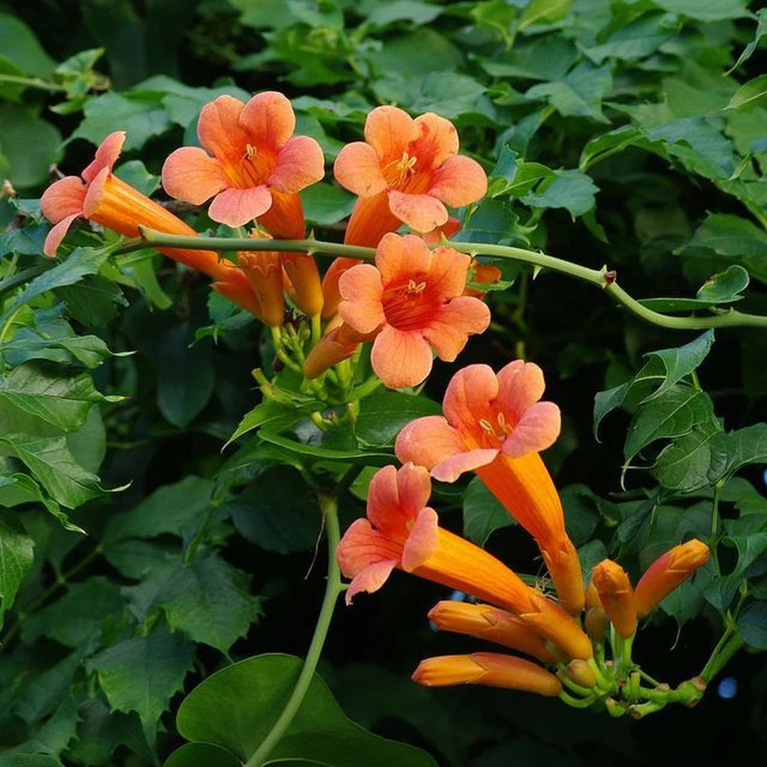 Trompetan Flower Seeds for Easy Planting