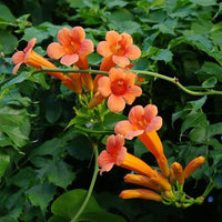Trompetan Flower Seeds for Easy Planting