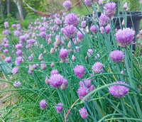 Rustic Ciboulette Seeds for Planting