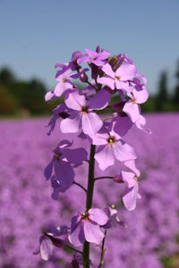 Violet Dame's Rocket Flower seeds for Planting Fragrant Blossoms Heirloom & GMO Free Seeds for Home Garden
 
 Sale