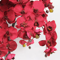 Red Butterfly Orchid Flower seeds for Planting - Bright Blooms, Heirloom & GMO Free Seeds for Home Garden
