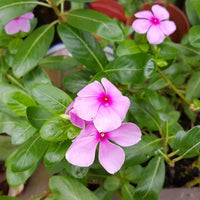 Mixed Madagascar Flower seeds for Planting - Pollinator Friendly, Heirloom & GMO Free Seeds for Home Garden