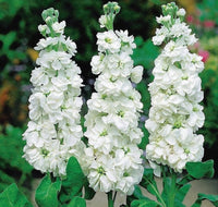 White Matthiola Incana Flower seeds for Planting - Pollinator Friendly, Heirloom & GMO Free Seeds for Home Garden