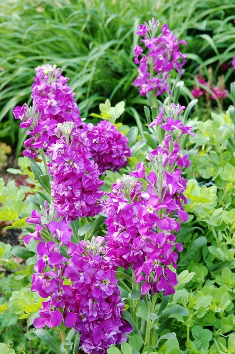 Violet Matthiola Incana Flower Seeds for Planting Compact Growth Heirloom & GMO Free Seeds for Home Garden
 
 Sale