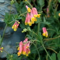 Pink Corydalis Flower seeds for Planting - Sun Loving, Heirloom & GMO Free Seeds for Home Garden