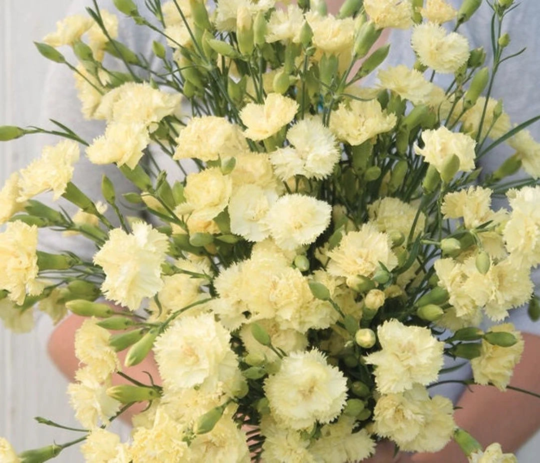 Carnation Flower seeds for Planting - Cottage Garden Essential, Heirloom & GMO Free Seeds for Home Garden