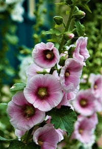 Pink and Yellow Futaba Alcea Rosea Flower seeds for Planting - Drought Tolerant, Heirloom & GMO Free Seeds for Home Garden