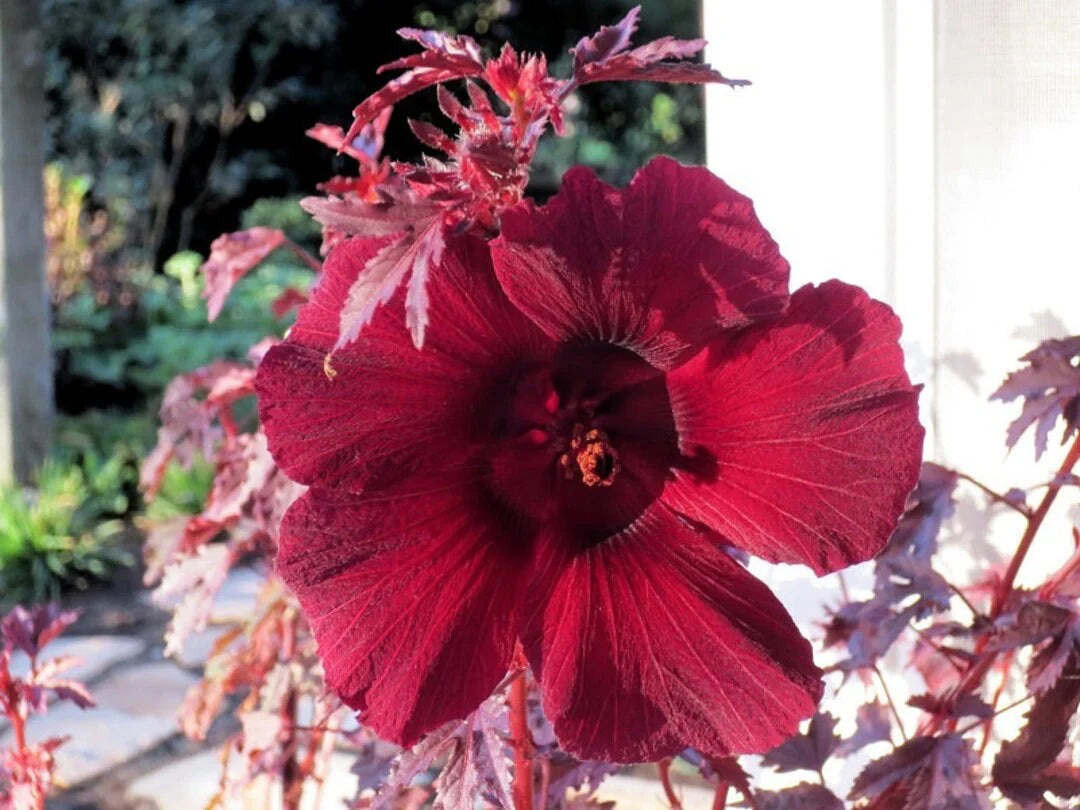 Burgundy Hibiscus Flower seeds for Planting - Vibrant Colors, Heirloom & GMO Free Seeds for Home Garden