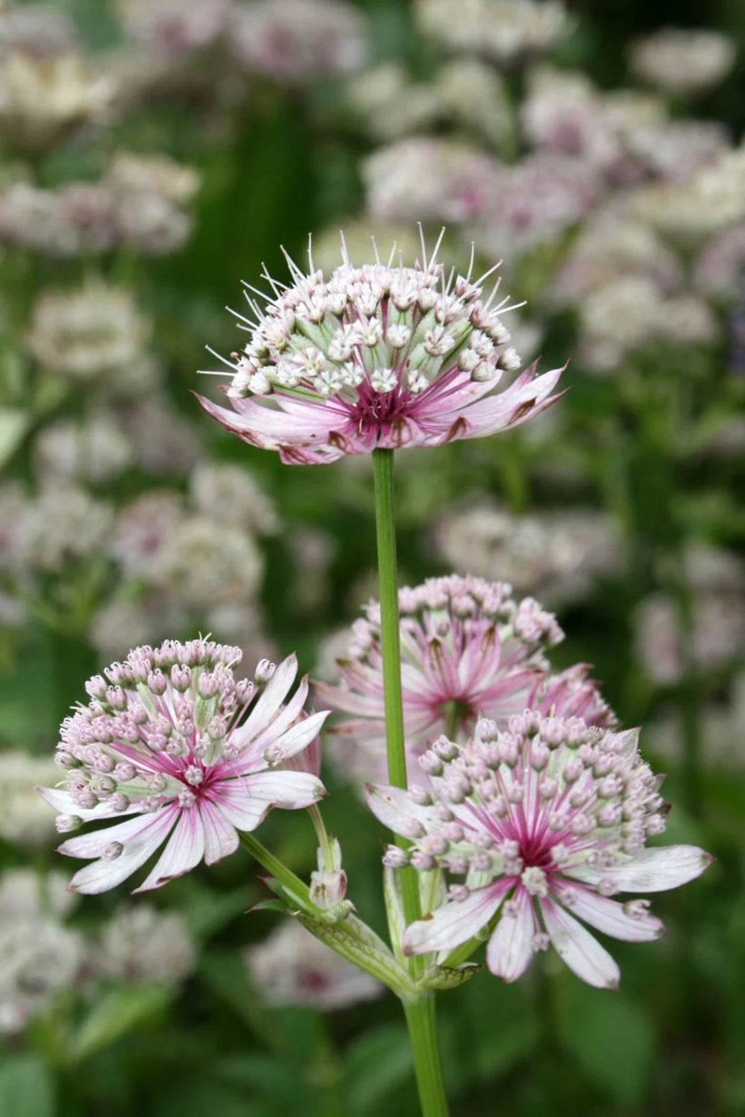 Masterwort Flower Seeds for Planting - Stunning Perennial Blooms